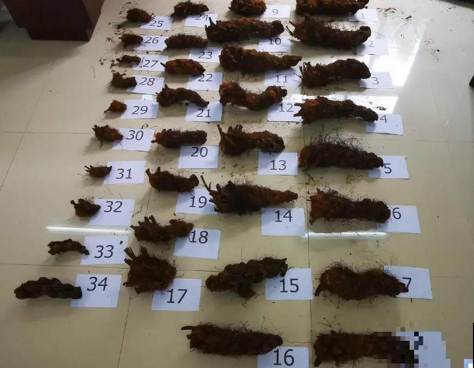 山上的雪莲,说摘就摘? 山上的雪莲,说摘就摘?