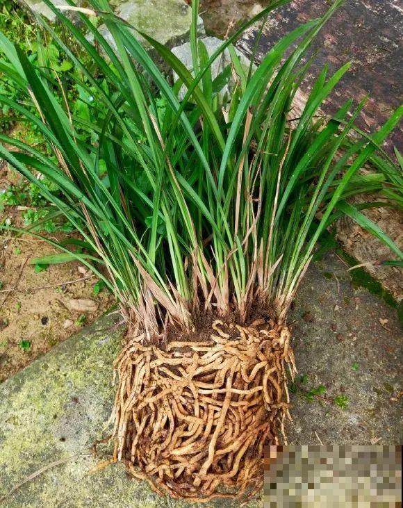 捡了3个大水缸，种上这几种花，放门口太霸气了！