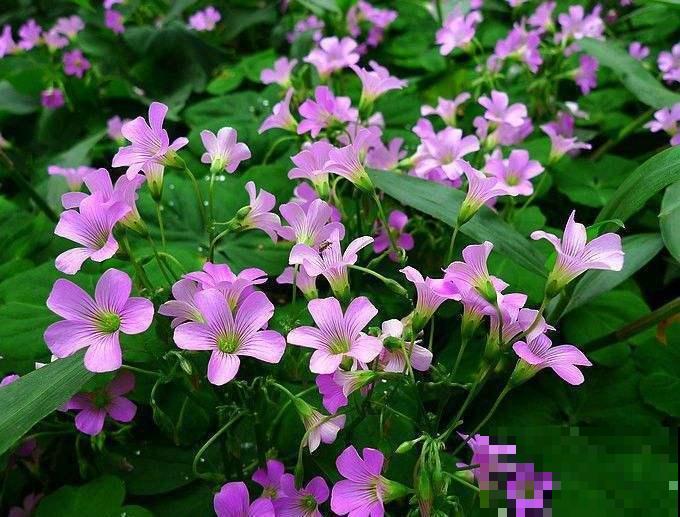 酢浆草不是三叶草,傻傻分不清?叫错名字惹笑话! 酢浆草不是三叶草,傻傻分不清?叫错名字惹笑话!