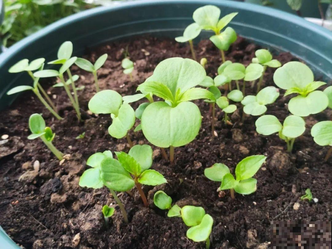 换盆扦插要抓紧，现在正是最佳时期，再晚来不及了！