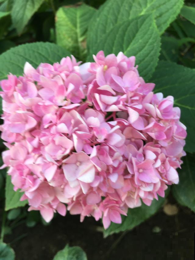 三角梅养在绿化带,呼呼蹿成大花树,养家里却不长个 三角梅养在绿化带,呼呼蹿成大花树,养家里却不长个