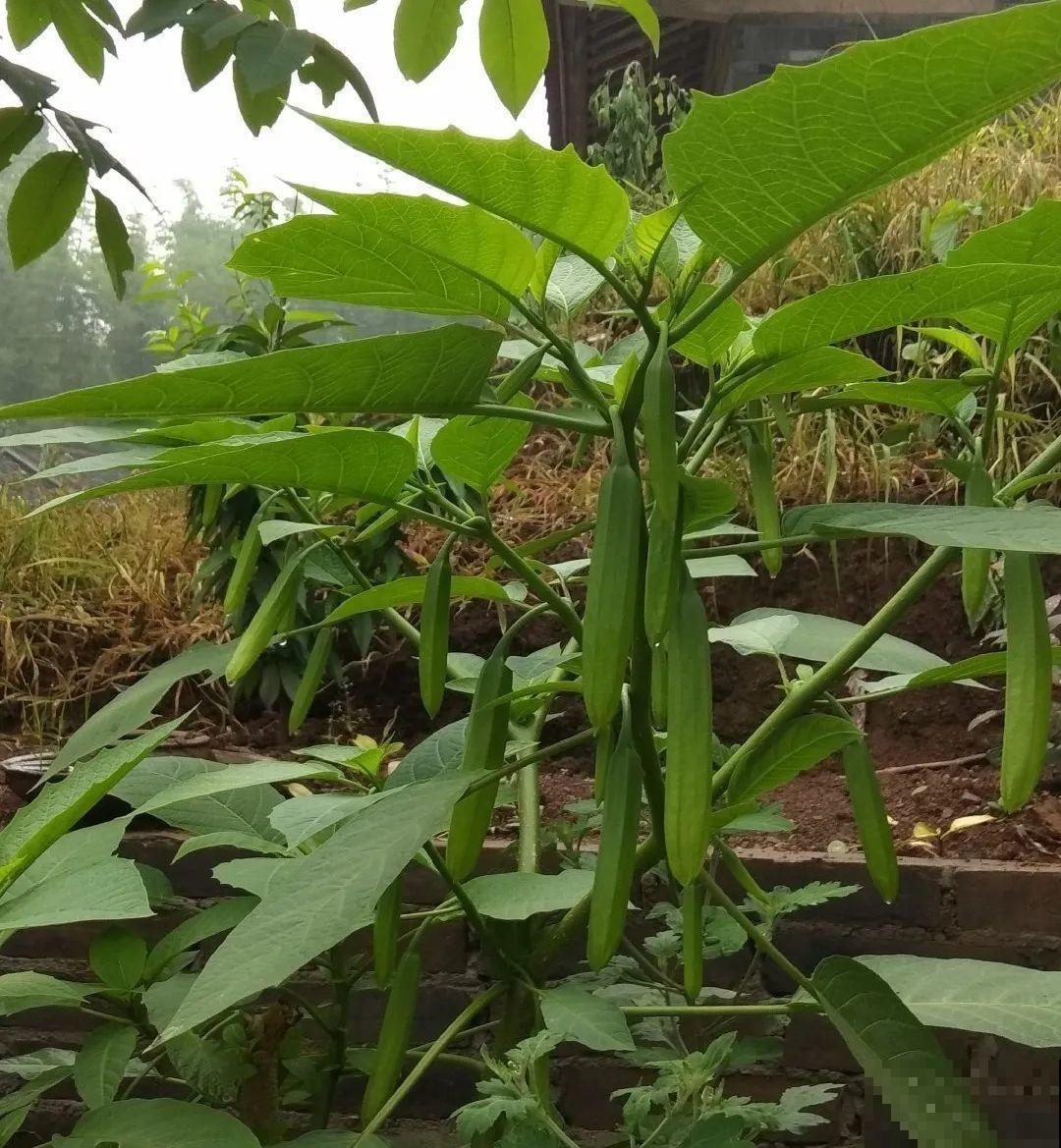 罂粟花不能随便种,私自种植,就得薅光 罂粟花不能随便种,私自种植,就得薅光