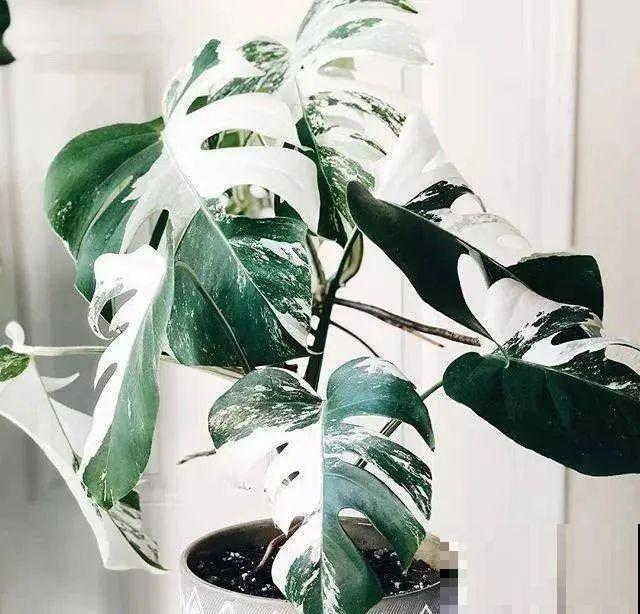 秋天养10种花，个个美得像油画，特别上档次！