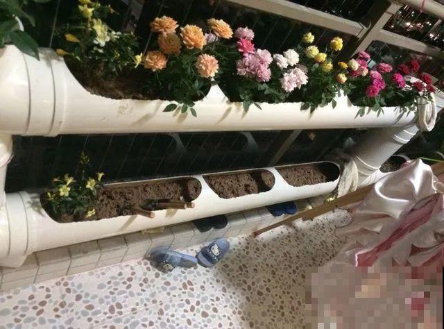 把菜种自家墙上,多得吃不完,太震撼 把菜种自家墙上,多得吃不完,太震撼