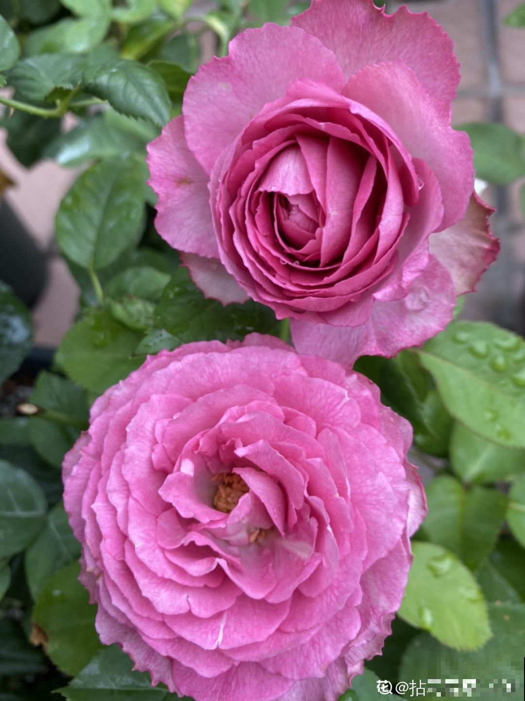 养月季会上瘾,尤其是这9种,秋天长出大花苞 养月季会上瘾,尤其是这9种,秋天长出大花苞