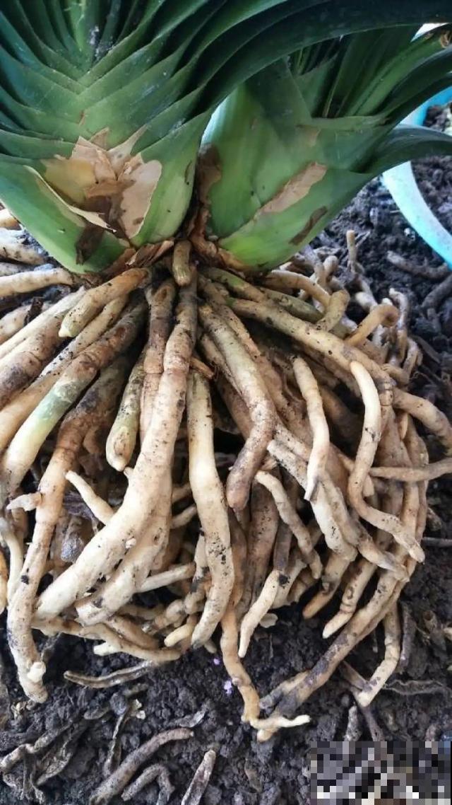 养根的3个小方法,照着一步步做,根能撑爆盆! 养根的3个小方法,照着一步步做,根能撑爆盆!