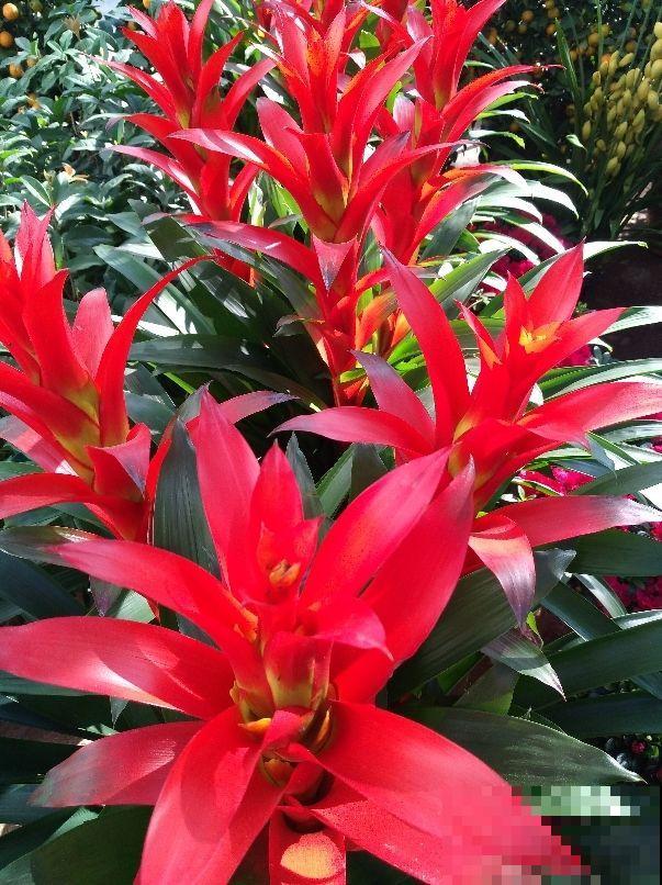 花市这种花是一次性的,开完花就死,可以扔掉了! 花市这种花是一次性的,开完花就死,可以扔掉了!