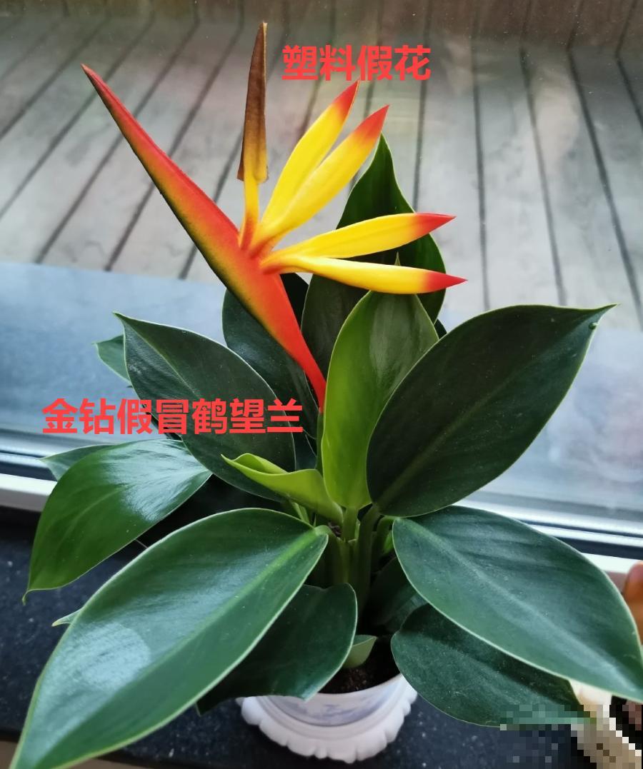 客厅摆盆它，叶子竖着长，有品位、上档次！