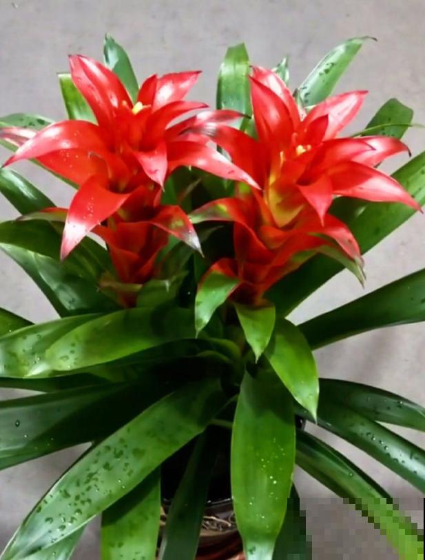 花市这种花是一次性的，开完花就死，可以扔掉了！