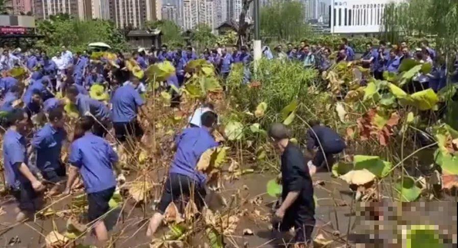 重庆一家企业，楼顶用来种菜养花，佩服！