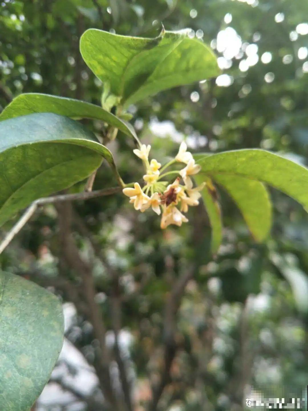 桂花秋天必须养，满树金黄，香飘四溢，不养吃亏了！