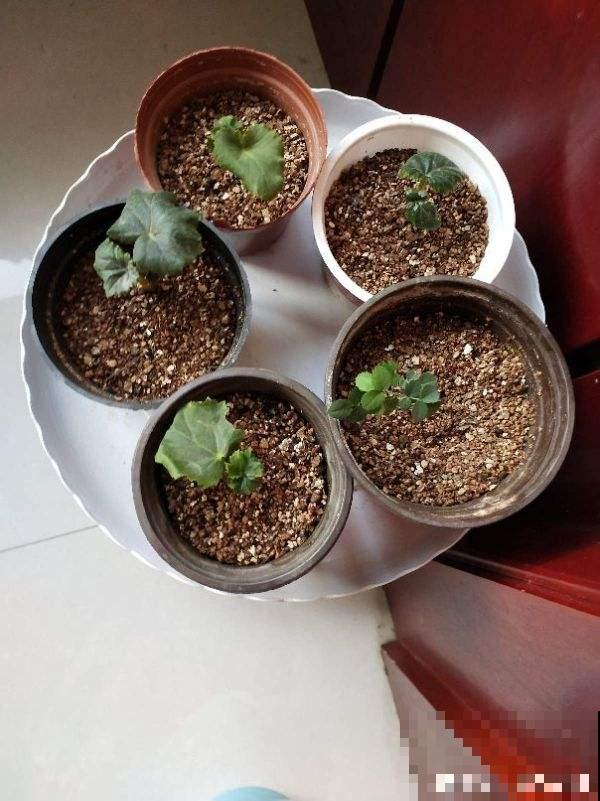 秋天养多肉,盆里扔点小东西,状态恢复快 秋天养多肉,盆里扔点小东西,状态恢复快