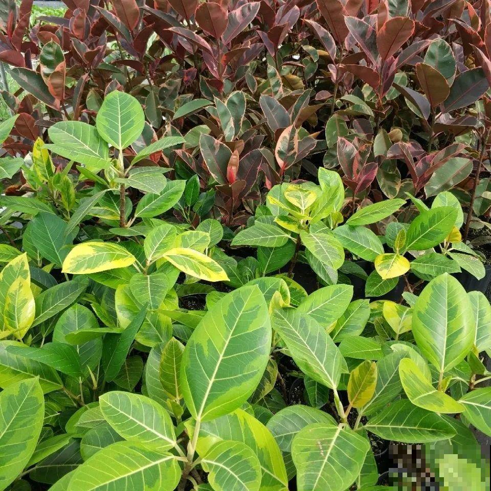 龟背竹是“吸废气”高手，家里放一盆，门窗紧闭也能空气清新！