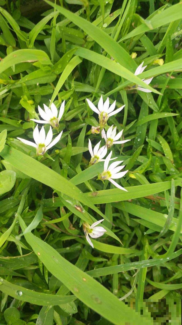 秋冬别养绿萝了，这种耐寒的开花机器，更适合懒人养！