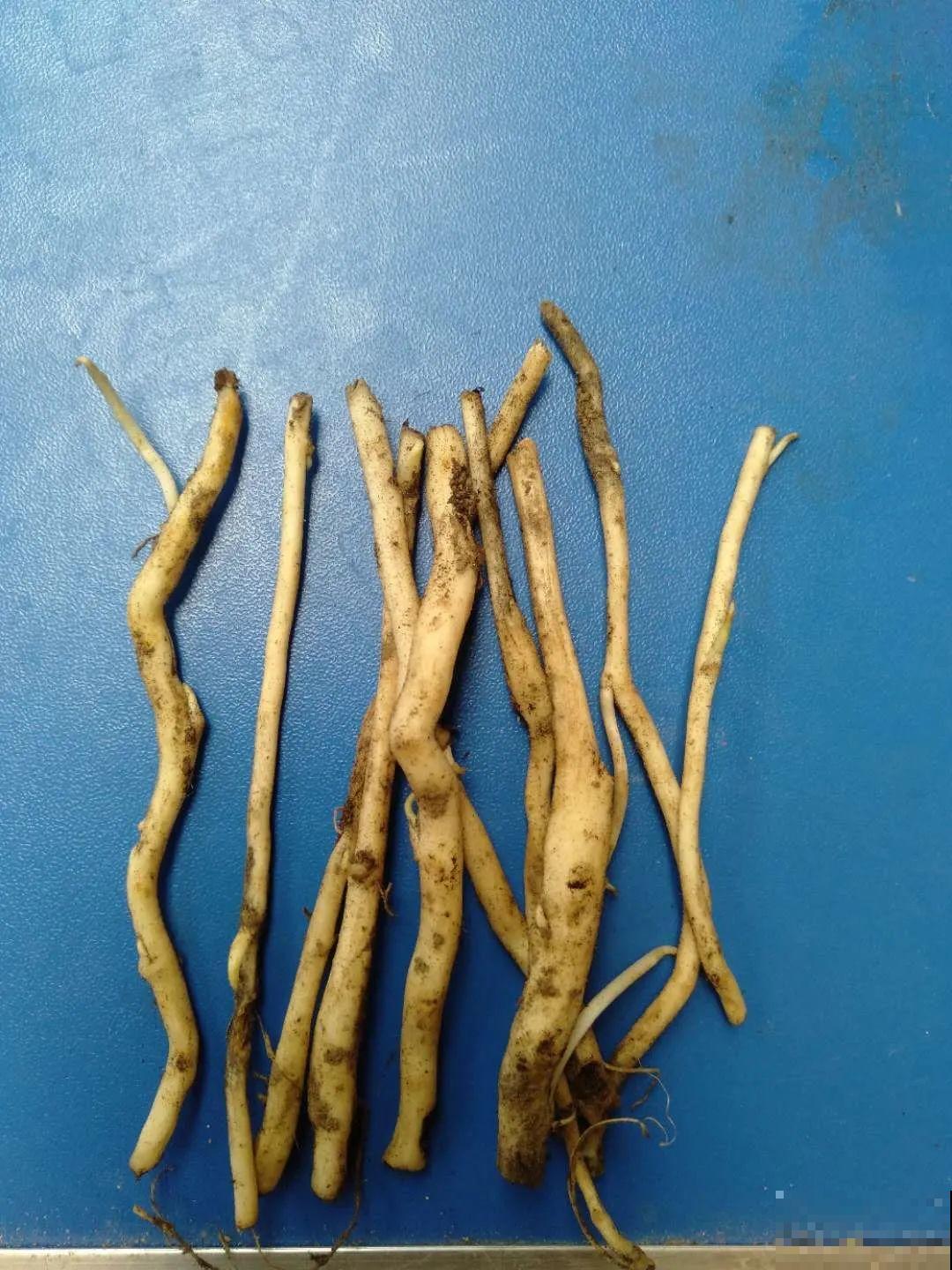 这花太好养,-40℃冻不死,1年能长6米! 这花太好养,-40℃冻不死,1年能长6米!