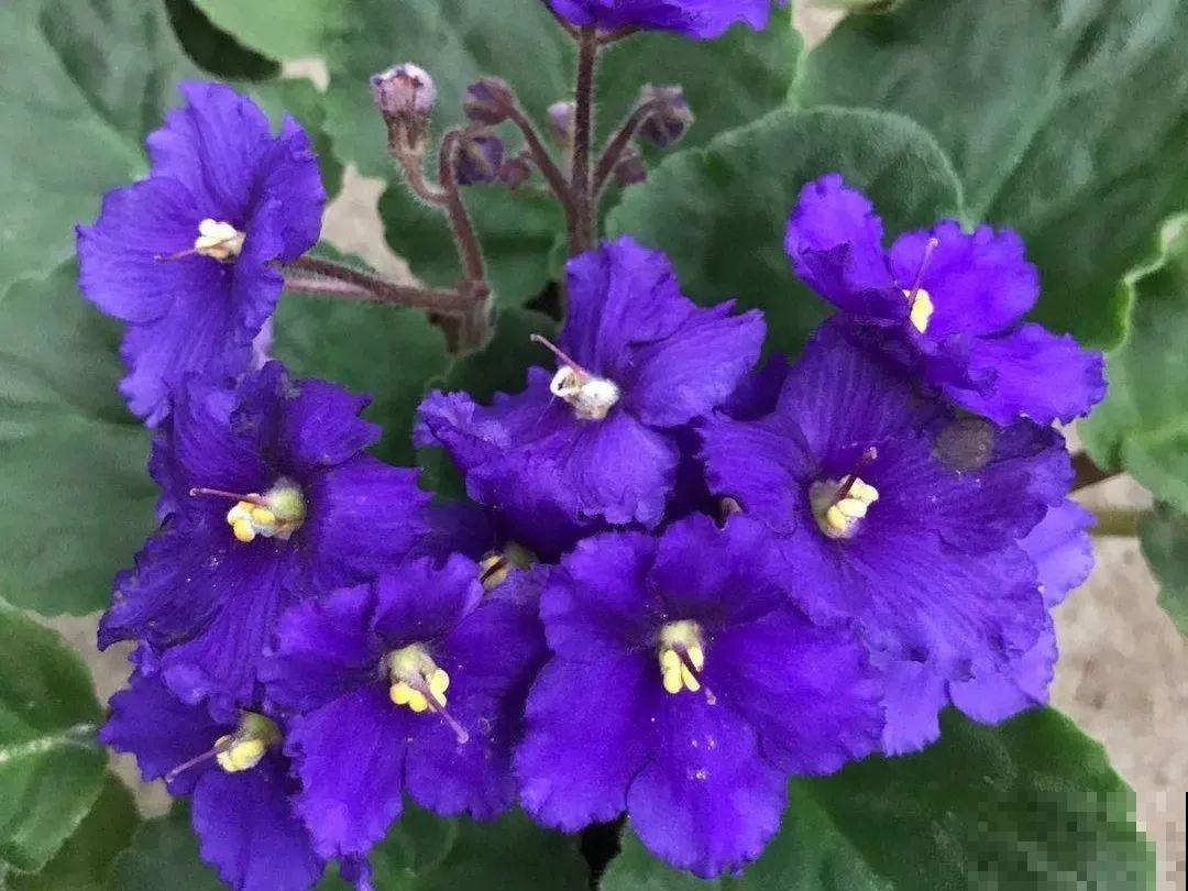 绿萝养腻了,换成非洲紫罗兰,1年有10个月花期! 绿萝养腻了,换成非洲紫罗兰,1年有10个月花期!