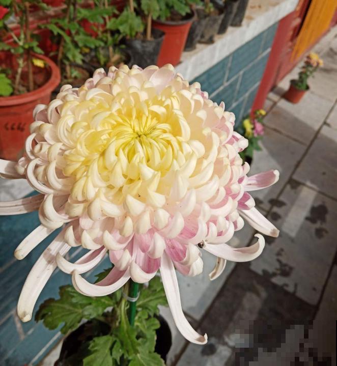 家里有这4种花，现在千万别修剪，剪了就不开花了！