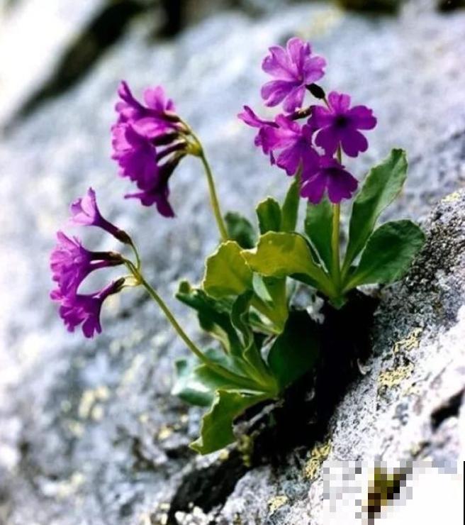 石缝间开出来的花,一点土都没有,生命力太强悍! 石缝间开出来的花,一点土都没有,生命力太强悍!