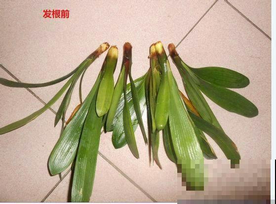 家里的花,用这东西裹住,捂一捂,可以快速生根! 家里的花,用这东西裹住,捂一捂,可以快速生根!