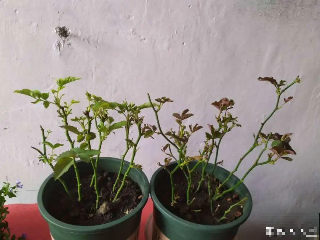 你扔的花,我捡回家,半个月起死回生! 你扔的花,我捡回家,半个月起死回生!