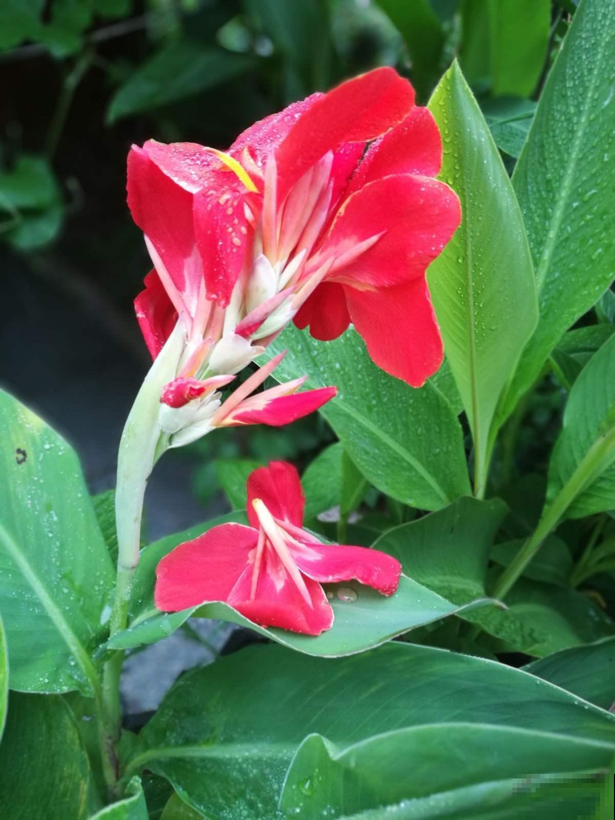 院子里种几棵美人蕉,从夏开到秋,美爆了! 院子里种几棵美人蕉,从夏开到秋,美爆了!