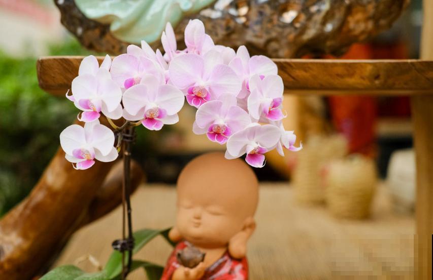 秋天养盆蝴蝶兰，种出年宵花，省钱到家了！