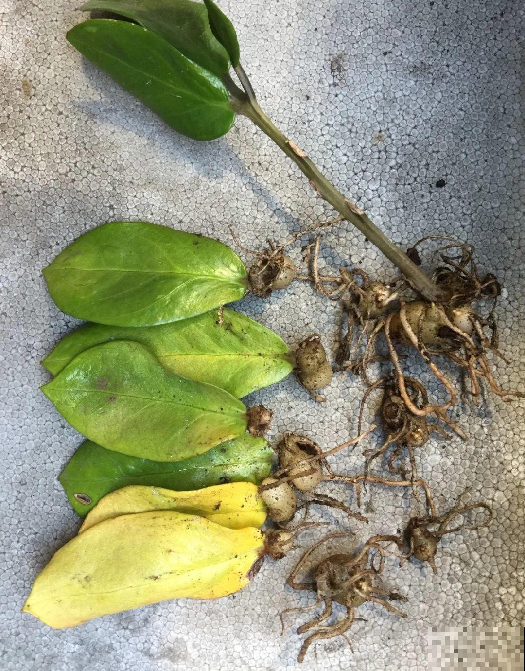 扦插这些花,只需摘几片叶子,生根太容易! 扦插这些花,只需摘几片叶子,生根太容易!