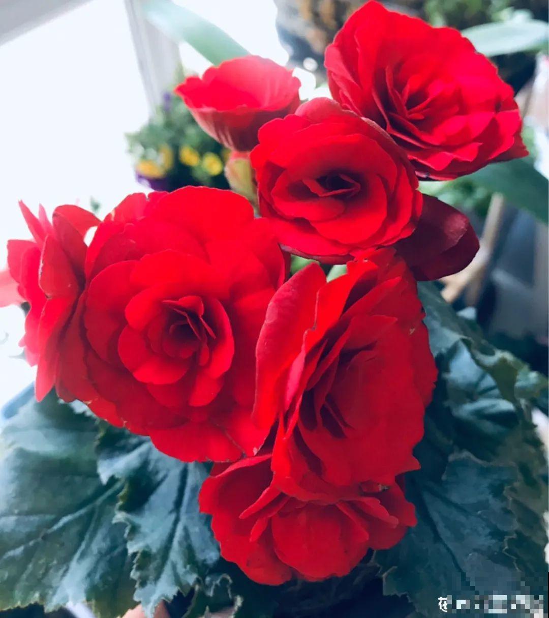 看图猜花名，100道题，测你的养花天分！