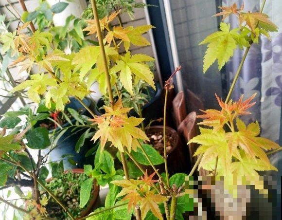 秋天就适合种草,叶子五彩斑斓,比月季三角梅都好看! 秋天就适合种草,叶子五彩斑斓,比月季三角梅都好看!