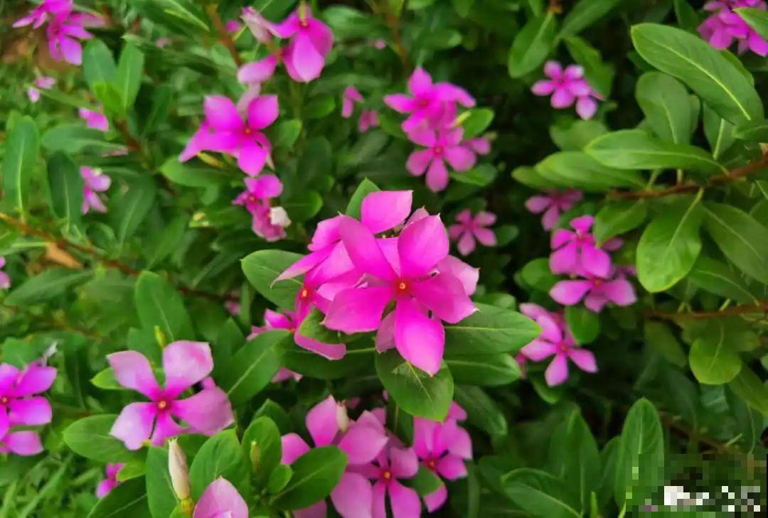 1种花是开花机器，只要温度合适，一年四季都能开花