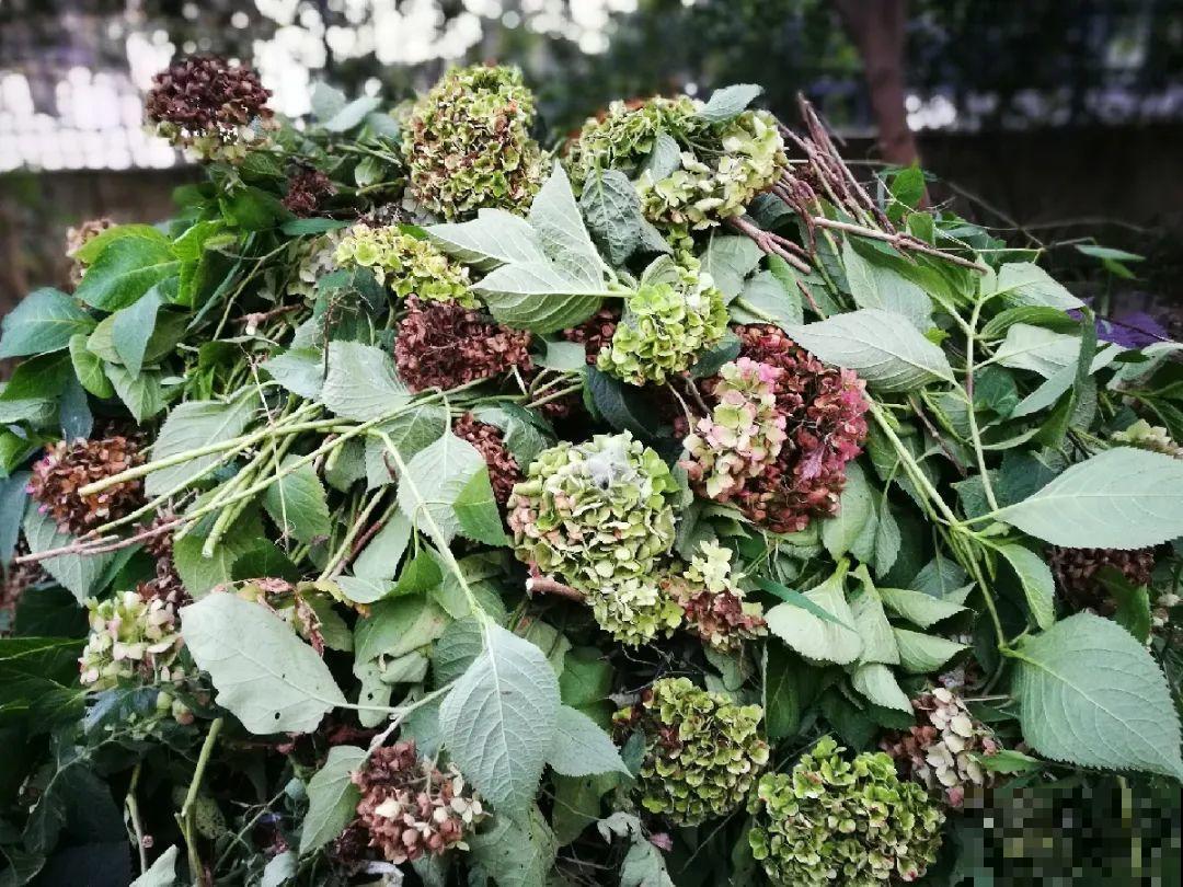 立秋后养花,8个注意事项,把花养的像白菜! 立秋后养花,8个注意事项,把花养的像白菜!