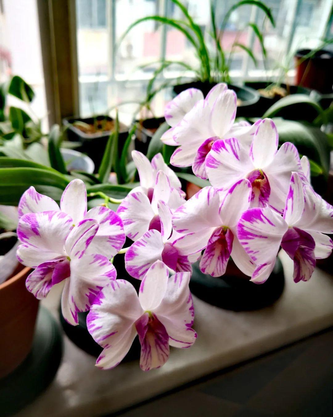 1种花名字美翻天，开花时间长，花量超大