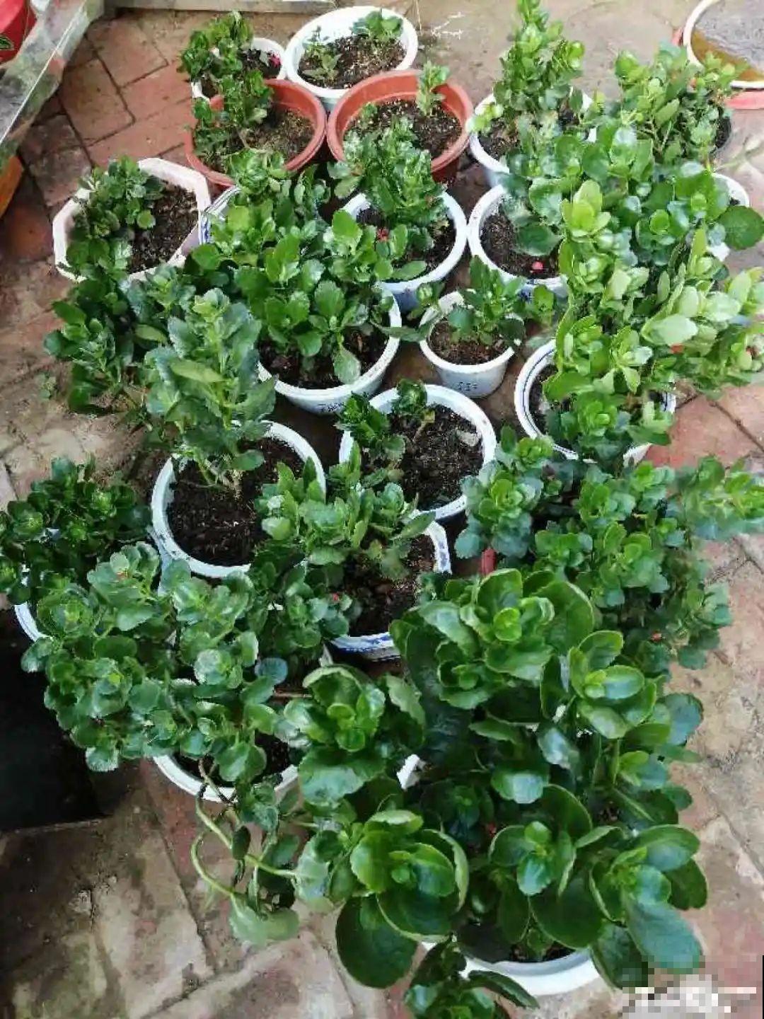 长寿花睡了一个夏天，终于要睡醒了，抓紧修剪才能继续旺长