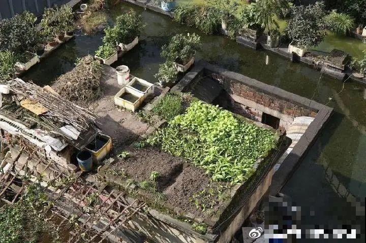 重庆一家企业,楼顶用来种菜养花,佩服! 重庆一家企业,楼顶用来种菜养花,佩服!