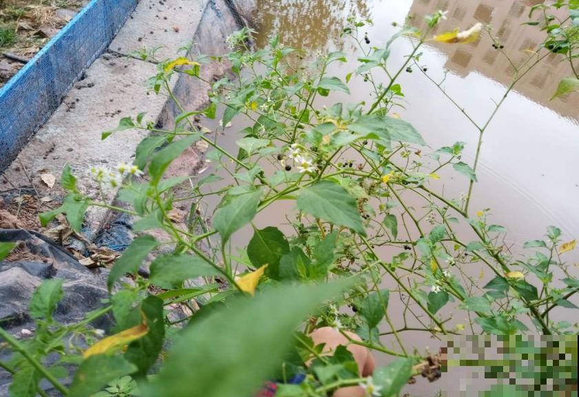 龙葵在家也能种,果子一批接一批长,赚大了! 龙葵在家也能种,果子一批接一批长,赚大了!