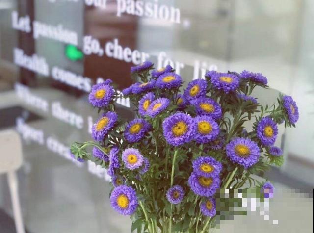 荷兰菊特好养，扔下种子就能长，轻松爆盆！