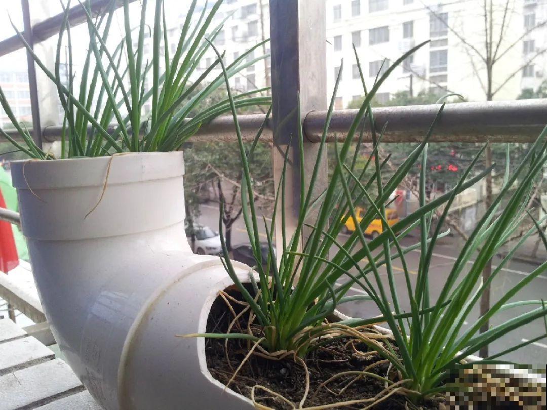 把菜种自家墙上,多得吃不完,太震撼 把菜种自家墙上,多得吃不完,太震撼