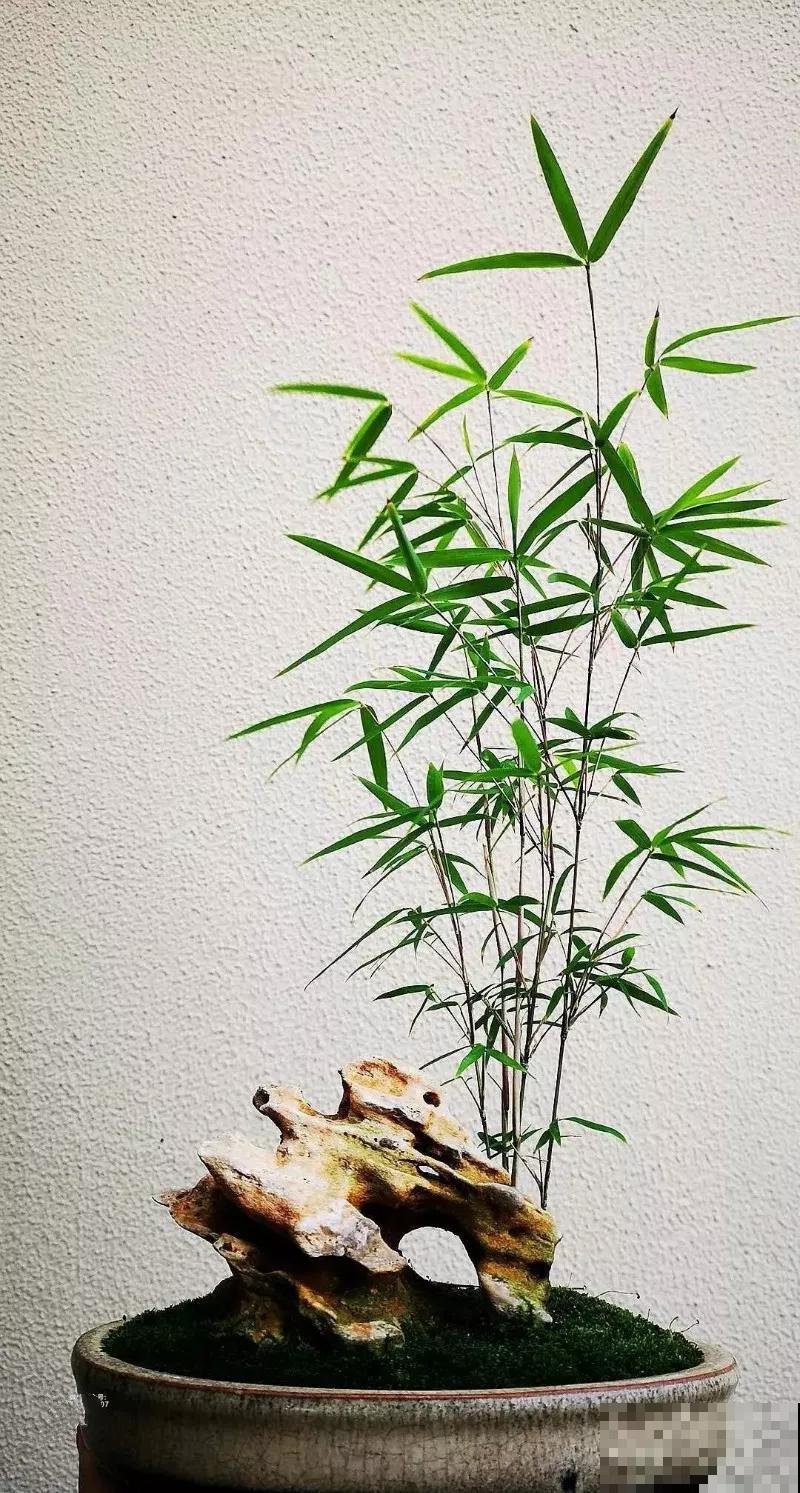 惊艳的6大盆景造型,中国植物艺术的巅峰,收藏起来! 惊艳的6大盆景造型,中国植物艺术的巅峰,收藏起来!