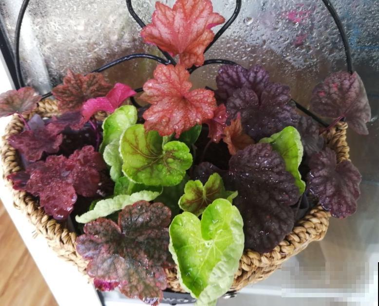 5种花不怕冷，现在种一盆，秋冬春三季有花看！