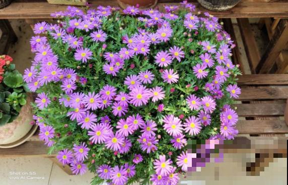 现在是播种最佳时期,种多少活多少,从秋开到春! 现在是播种最佳时期,种多少活多少,从秋开到春!