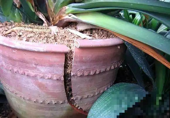 这花千万别换盆，小心一换就死！