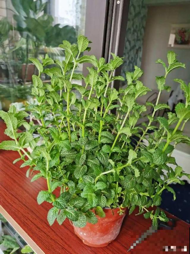 8种花要舍得掐,才能越长越旺盛 8种花要舍得掐,才能越长越旺盛