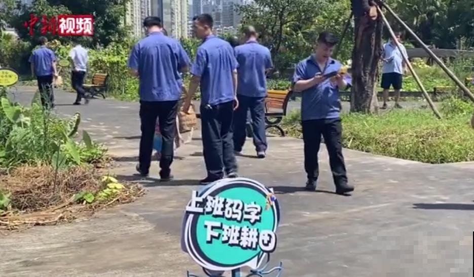 重庆一家企业,楼顶用来种菜养花,佩服! 重庆一家企业,楼顶用来种菜养花,佩服!