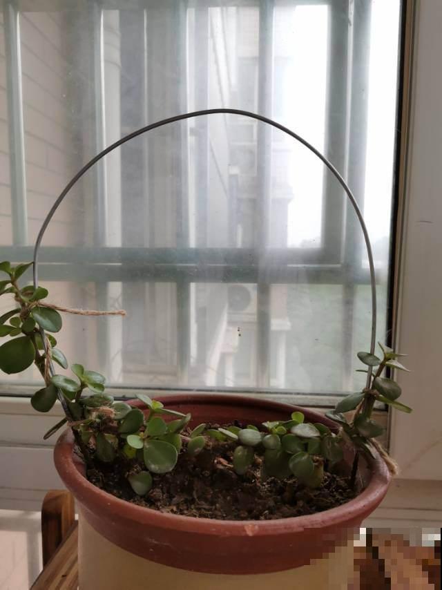 忒好看的金枝玉叶，花美叶肥，马齿苋成精了？