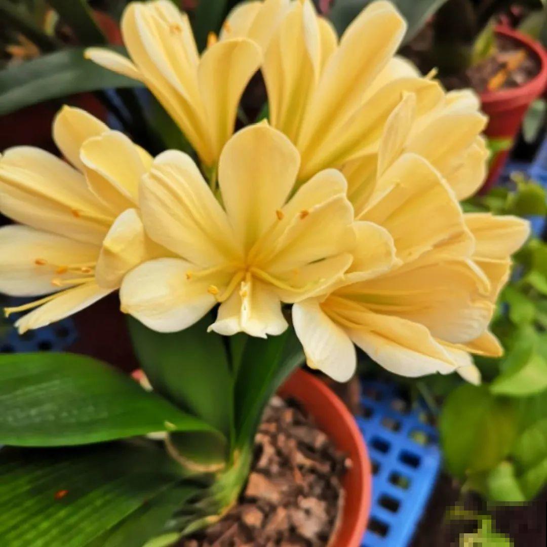 看图猜花名，100道题，测你的养花天分！