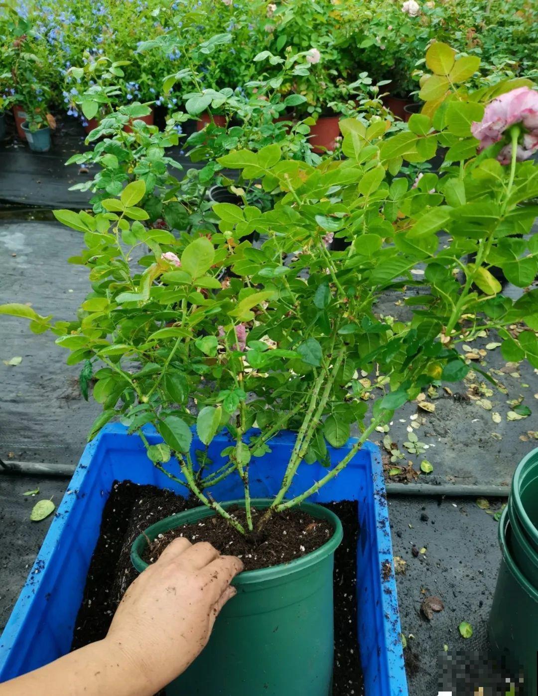 秋凉容易生虫子，月季招来害虫，必须赶紧换盆