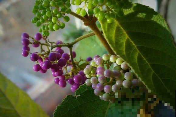 16种奇花异草,随便挑一个,你都没见过! 16种奇花异草,随便挑一个,你都没见过!