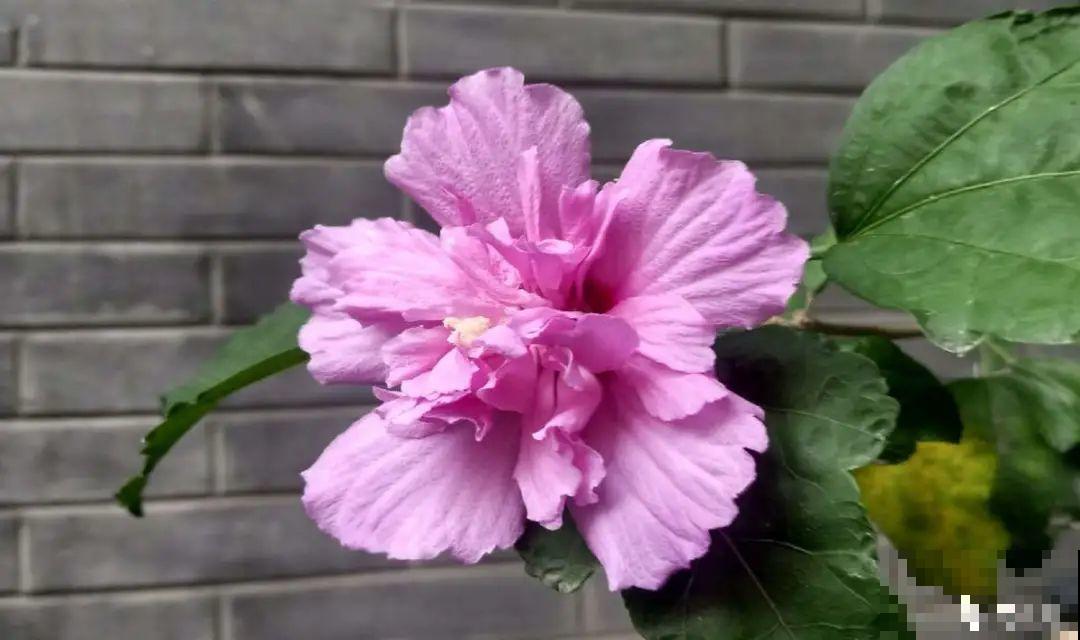 9月生日花，又美又香，寓意极好！