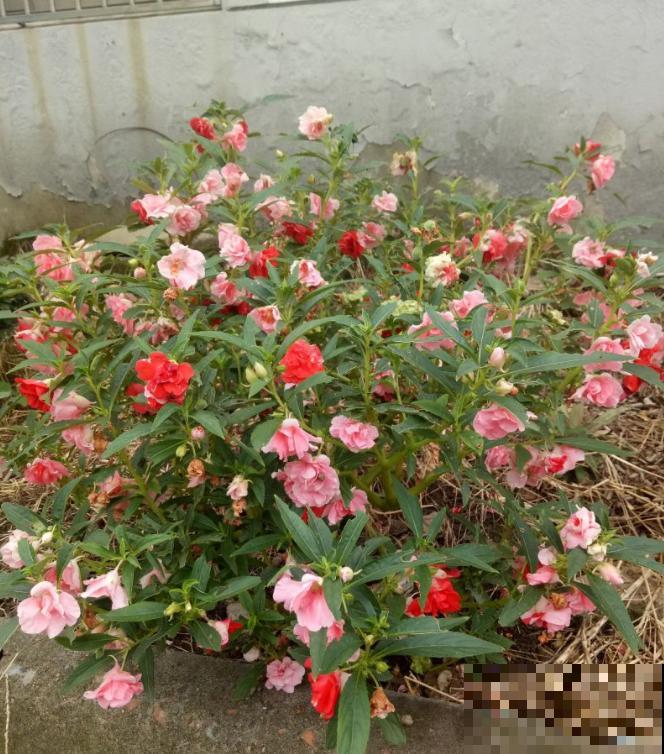 可以自生自长的花,种子掉土里就活,不用管开不停! 可以自生自长的花,种子掉土里就活,不用管开不停!