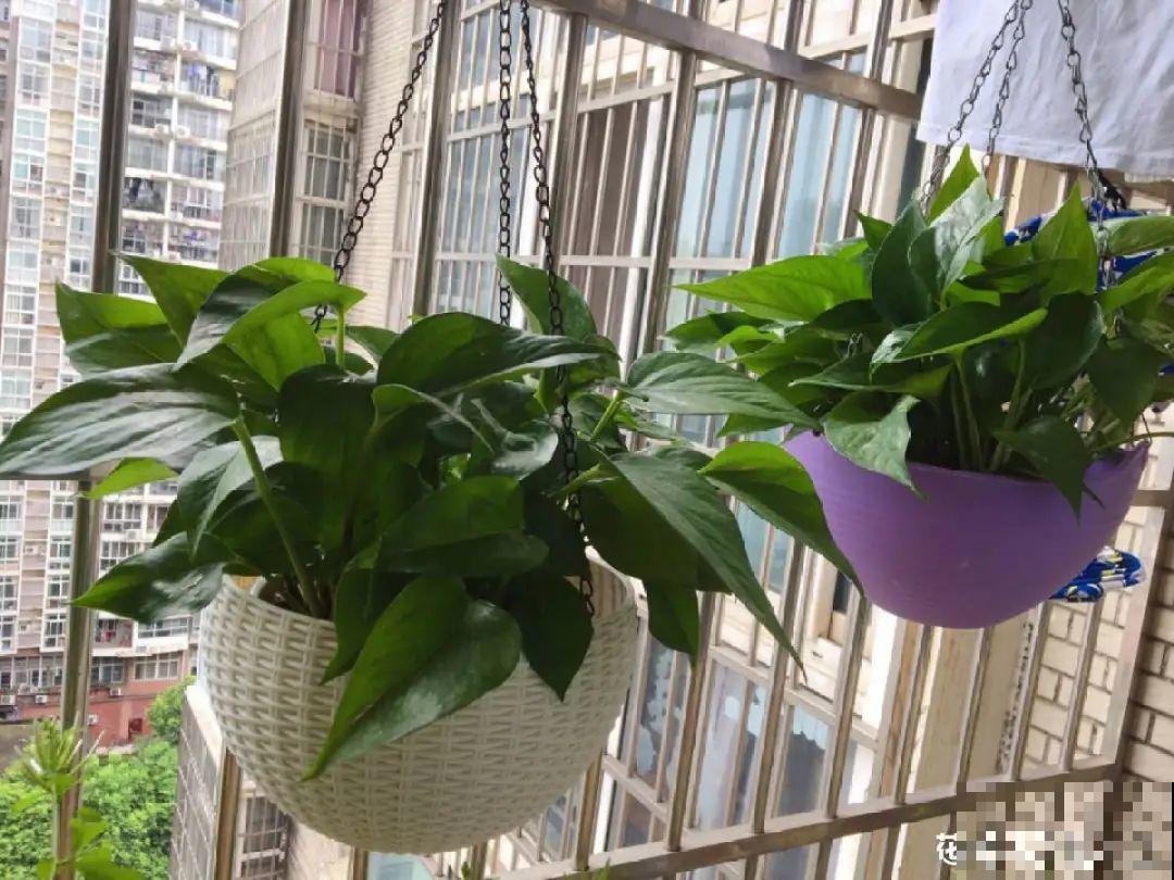 家里4个角落别浪费，分别养些好看的花，一年就能变花园！